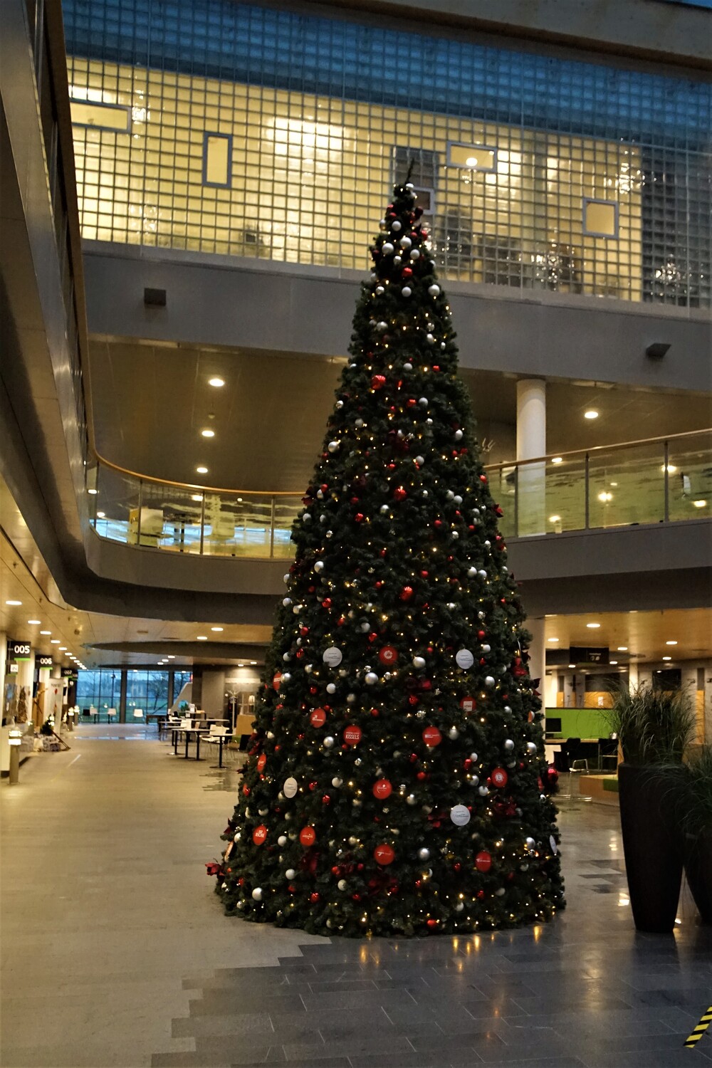 Kerstboom         Foto Gijs Hoogland