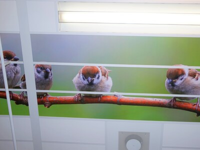 Plafondplaten 4 Foto Gijs Hoogland